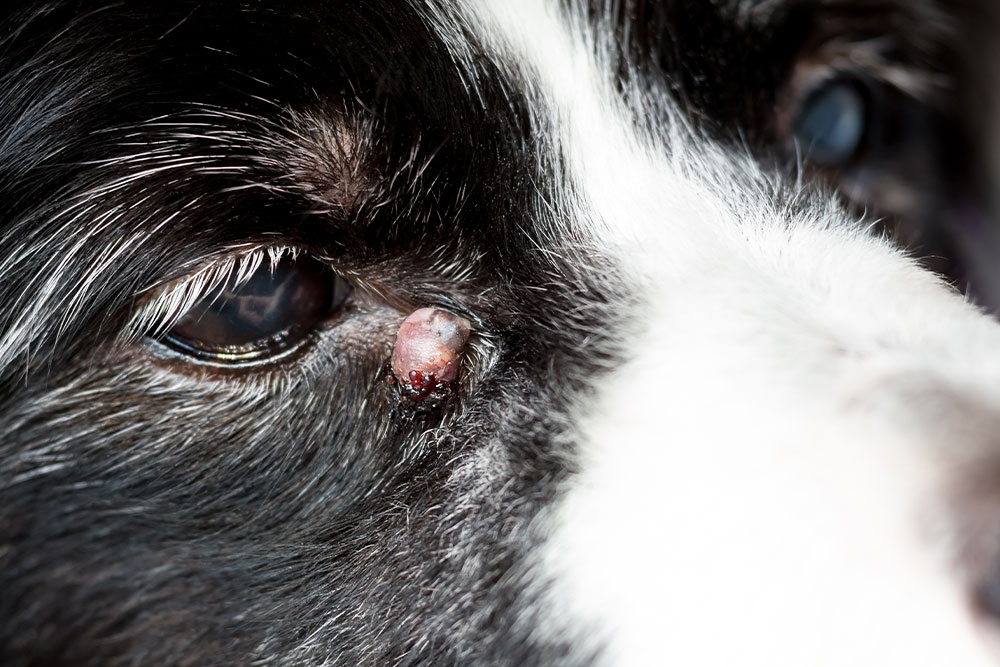 A very close-up shot of a black and white dog's eye showing a red, raised tumor or growth on the lower eyelid near the inner corner.