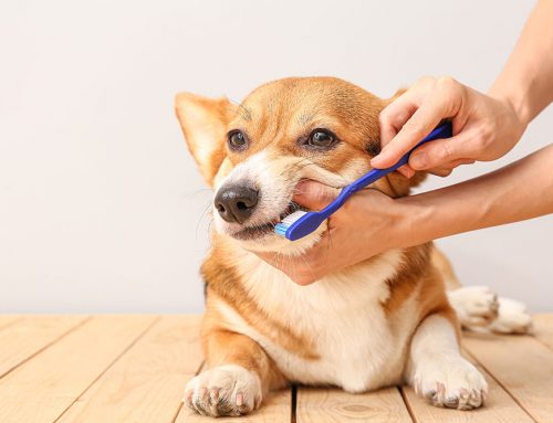Dental Home Care That Works: A Vet’s Guide to Brushes, Wipes, and Gels for Dogs and Cats