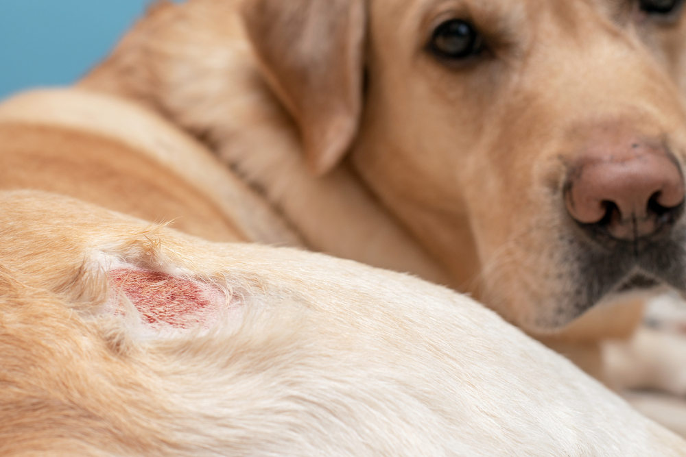 Close-up of a light-colored dog lying down with a visible skin wound on its side, while the dog looks toward the camera.