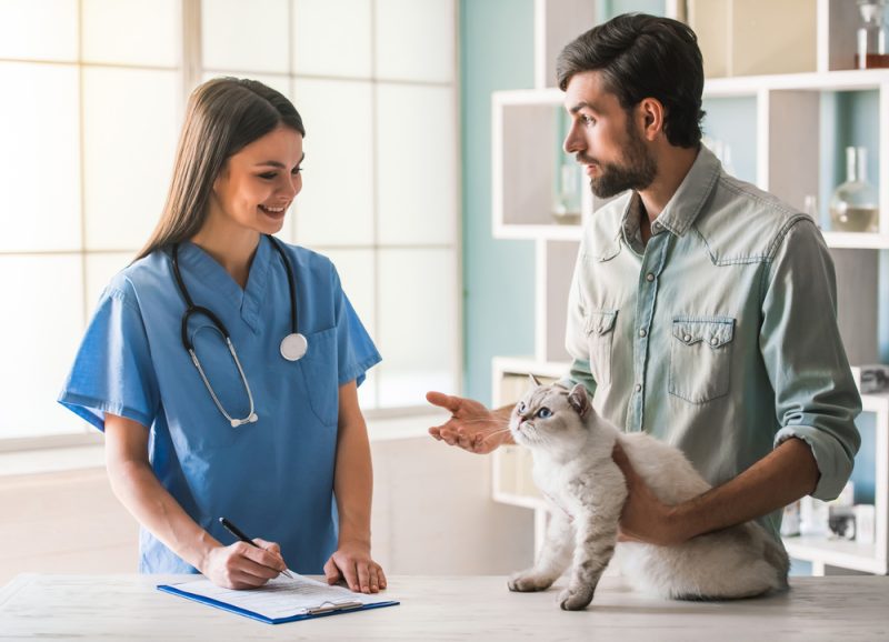 Bringing Your Cat to the Veterinarian: What You Need to Know - Village ...