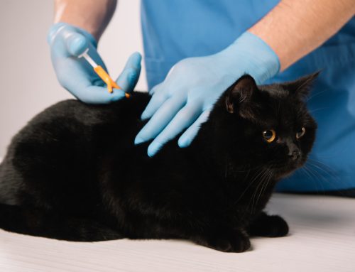 Microchip Must-Know—Essential Facts About Microchipping Your Pet