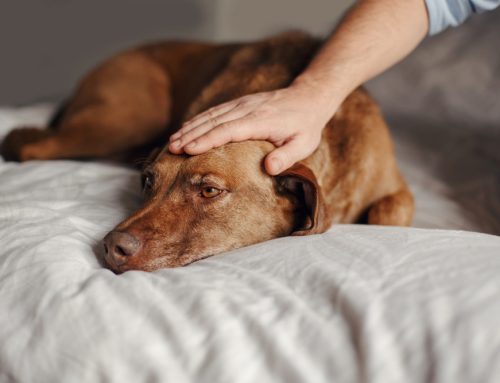 Hospice and Palliative Care for Pets