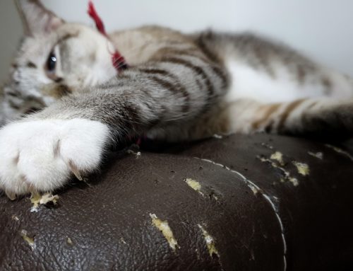 Declawing Alternatives For Your Cat