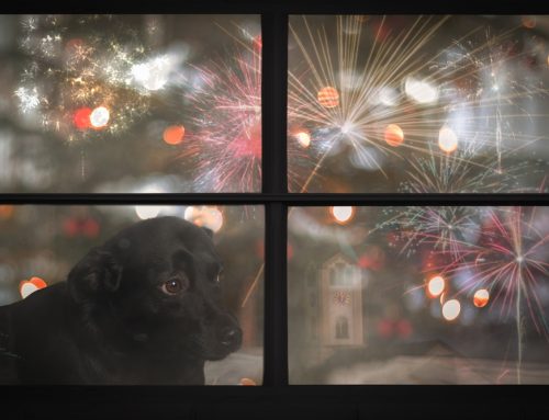Keep Your Pet Safe and Calm on July Fourth
