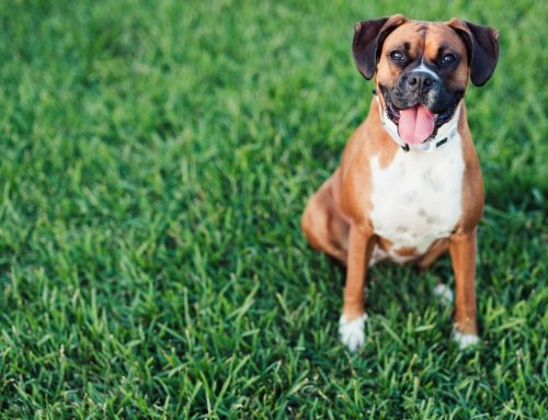 Common Breed-Related Health Issues in Dogs and Cats