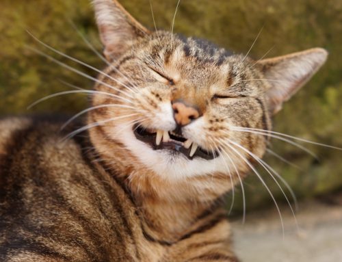 Keep Your Cat Smiling: A Simple Guide to Resorptive Lesions from Village Animal Hospital