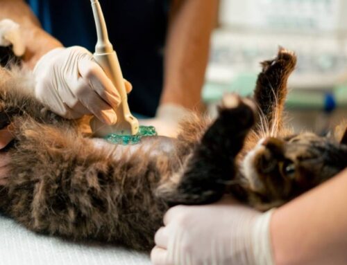 The Role of X-ray and Ultrasound in Diagnosing Pet Health Issues