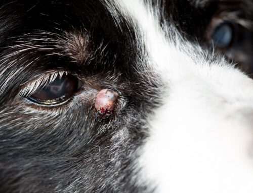 Skin Masses: When to Be Concerned About Your Pet’s Lumps and Bumps