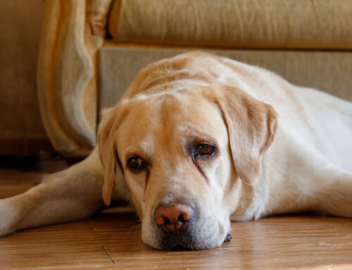 Tear Staining, Saliva Staining