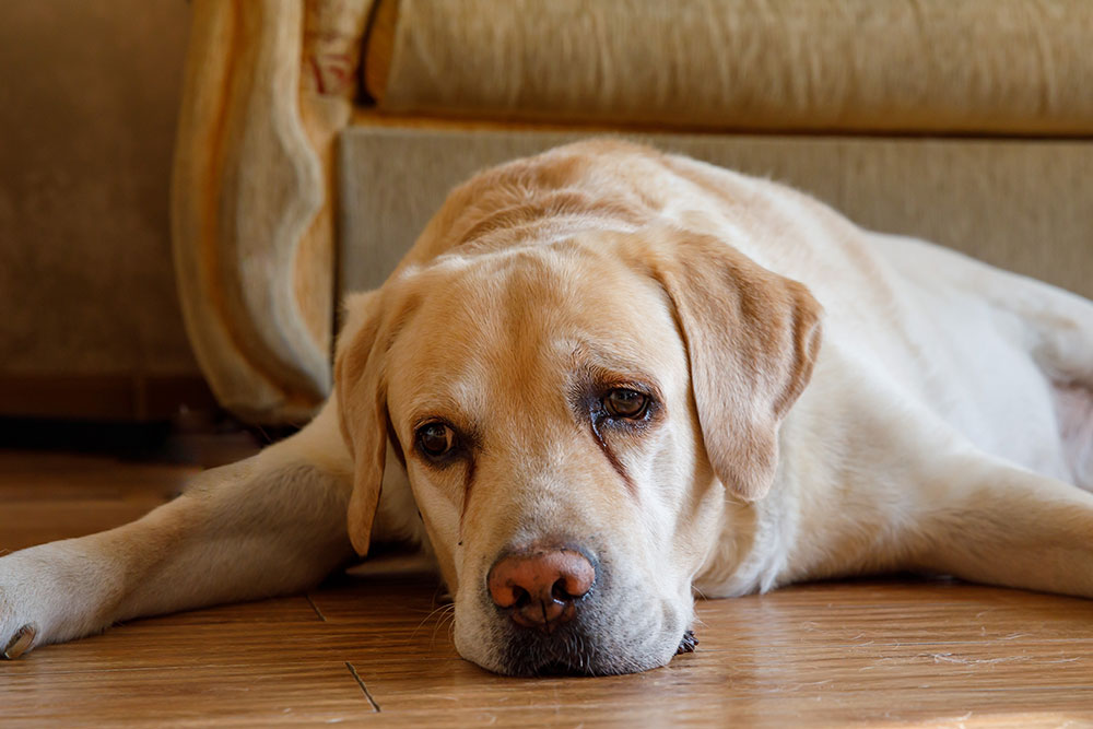 A yellow Labrador retriever lying stretched out on a wooden floor, resting its head and looking calmly toward the camera indoors.