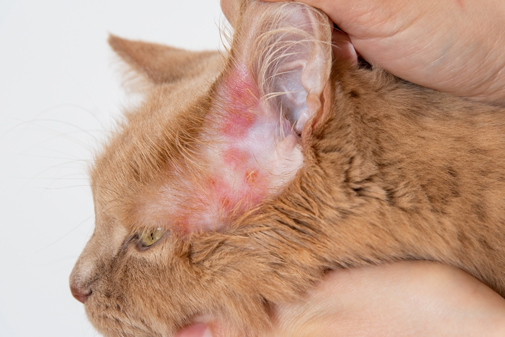 Close-up of an orange cat being held while a person gently lifts its ear to show a red rash and irritated skin near the ear.