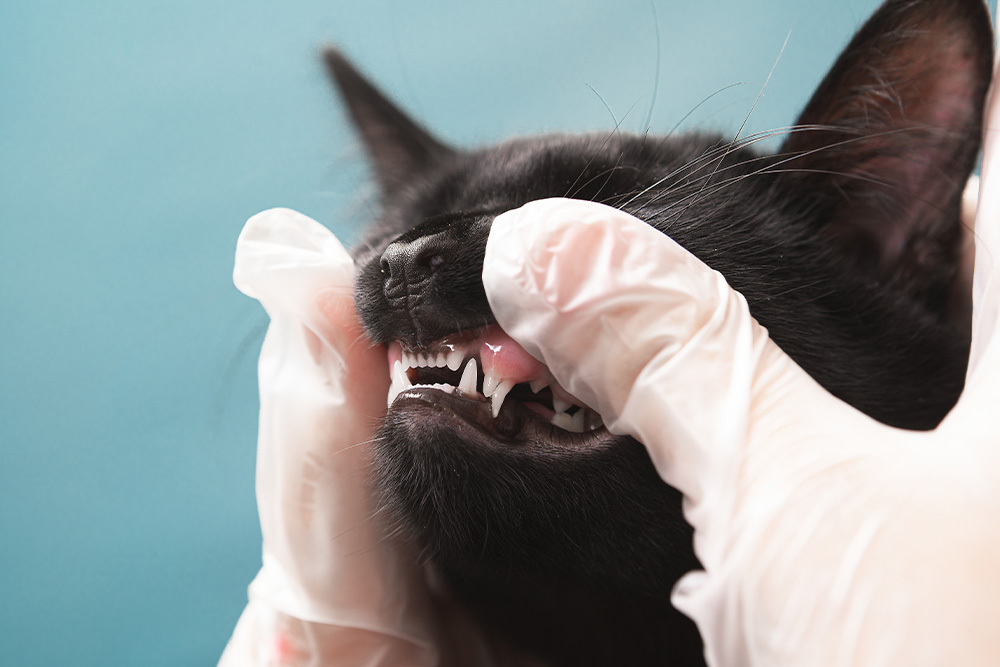 Veterinarian performing a dental check-up on a cat, examining teeth and gums to detect oral disease and prevent complications.