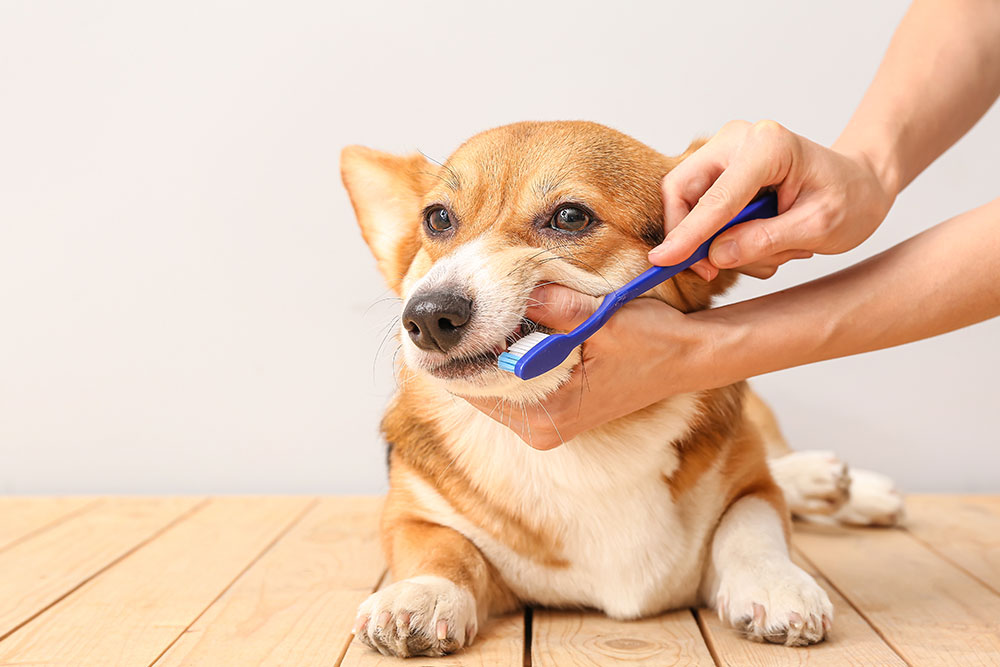 Dog getting its teeth brushed at home to maintain oral hygiene and prevent dental issues.