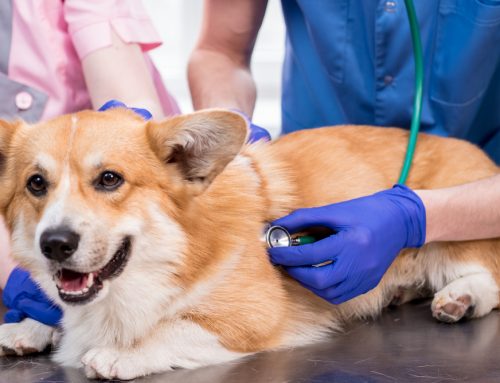 Why Does My Pet Need Multiple Different Heart Medications?