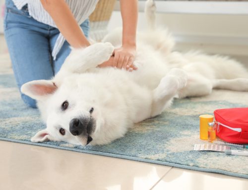 Why Does My Pet Need Multiple Different Heart Medications?