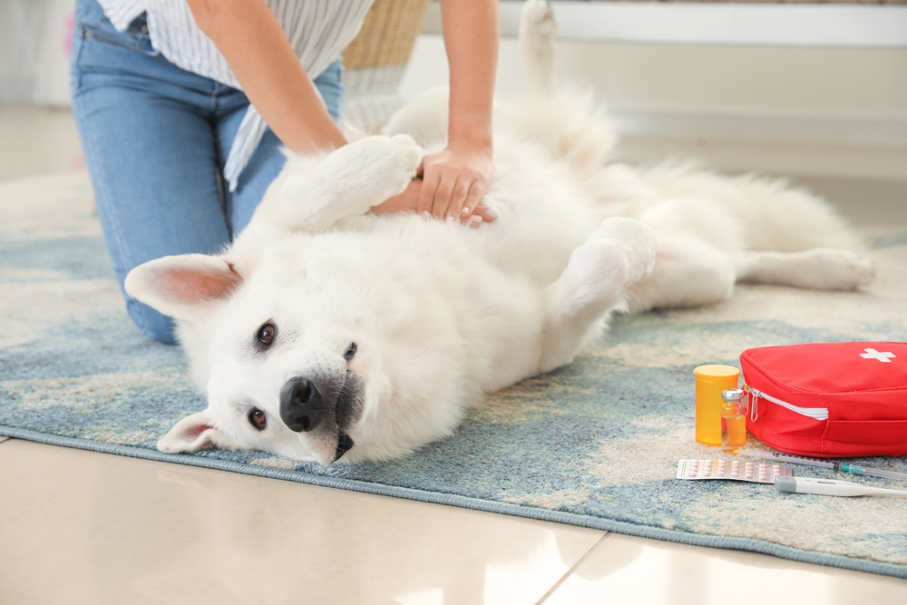 Woman providing first aid to her white dog at home while treating an injury with a pet first aid kit.