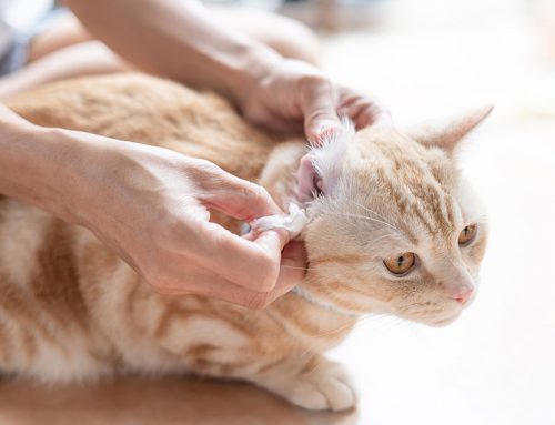 How Often Should You Actually Check Your Pet’s Ears?