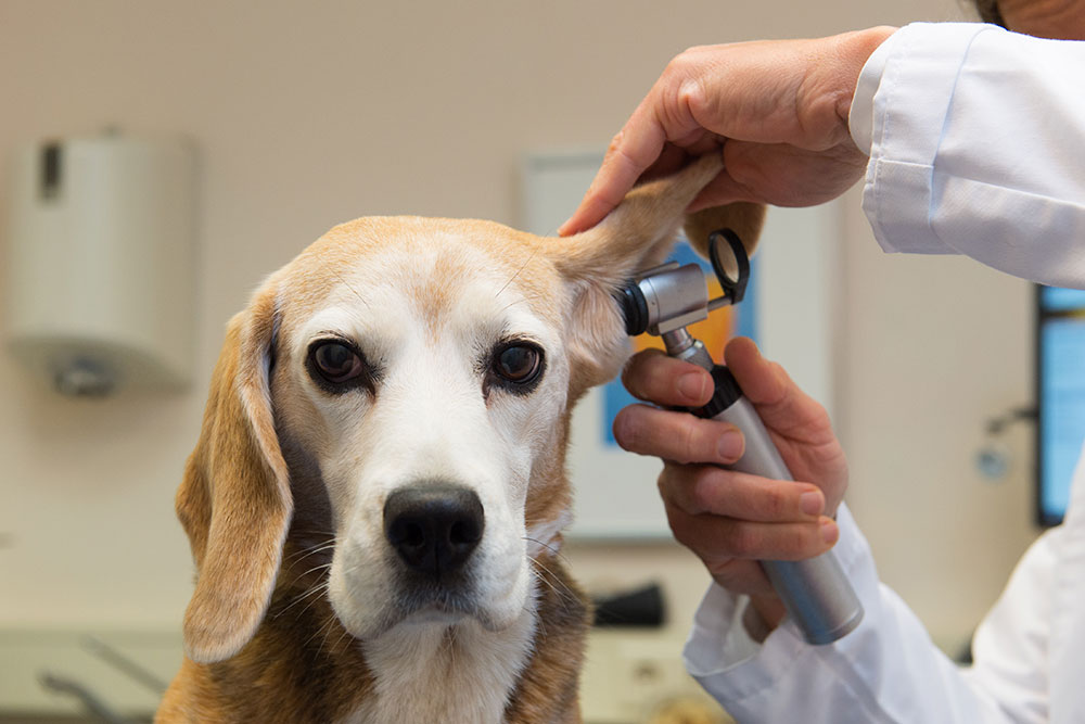 A close-up headshot of a Beagle facing forward while a veterinarian in a white coat holds open its left floppy ear and inspects the ear canal with an otoscope.